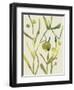 Spring Sprig II-Chariklia Zarris-Framed Art Print