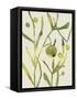 Spring Sprig II-Chariklia Zarris-Framed Stretched Canvas