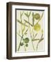 Spring Sprig III-Chariklia Zarris-Framed Art Print