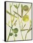 Spring Sprig III-Chariklia Zarris-Framed Stretched Canvas