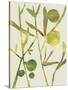 Spring Sprig III-Chariklia Zarris-Stretched Canvas