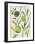 Spring Sprig IV-Chariklia Zarris-Framed Art Print