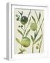 Spring Sprig IV-Chariklia Zarris-Framed Art Print