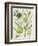 Spring Sprig IV-Chariklia Zarris-Framed Art Print