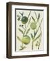 Spring Sprig IV-Chariklia Zarris-Framed Art Print