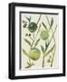 Spring Sprig IV-Chariklia Zarris-Framed Art Print