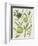 Spring Sprig IV-Chariklia Zarris-Framed Art Print