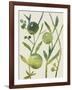 Spring Sprig IV-Chariklia Zarris-Framed Art Print