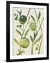 Spring Sprig IV-Chariklia Zarris-Framed Art Print