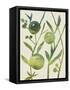 Spring Sprig IV-Chariklia Zarris-Framed Stretched Canvas