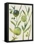 Spring Sprig IV-Chariklia Zarris-Framed Stretched Canvas