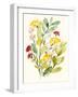 Spring Sprigs II-Jennifer Goldberger-Framed Art Print