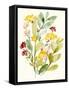 Spring Sprigs II-Jennifer Goldberger-Framed Stretched Canvas