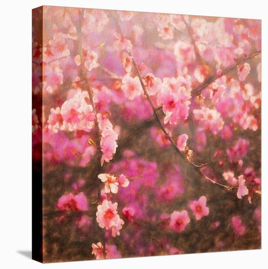 Spring Sprung-Helen White-Stretched Canvas