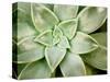 Spring Succulent I-Jason Johnson-Stretched Canvas