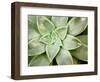 Spring Succulent I-Jason Johnson-Framed Photographic Print