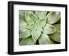 Spring Succulent I-Jason Johnson-Framed Photographic Print