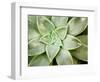 Spring Succulent I-Jason Johnson-Framed Photographic Print