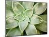 Spring Succulent I-Jason Johnson-Mounted Photographic Print