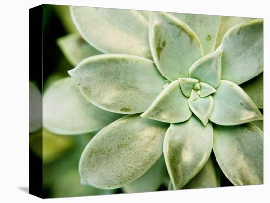 Spring Succulent II-Jason Johnson-Stretched Canvas