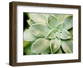 Spring Succulent II-Jason Johnson-Framed Photographic Print