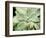 Spring Succulent II-Jason Johnson-Framed Photographic Print