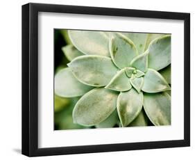 Spring Succulent II-Jason Johnson-Framed Photographic Print