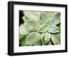 Spring Succulent II-Jason Johnson-Framed Photographic Print