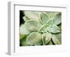 Spring Succulent II-Jason Johnson-Framed Photographic Print