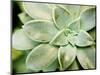 Spring Succulent II-Jason Johnson-Mounted Photographic Print