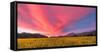 Spring Sunset Napa Valley-Elizabeth Carmel-Framed Stretched Canvas