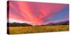 Spring Sunset Napa Valley-Elizabeth Carmel-Stretched Canvas