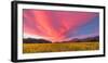 Spring Sunset Napa Valley-Elizabeth Carmel-Framed Photographic Print