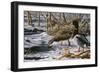 Spring Thaw - Mallards-Wilhelm Goebel-Framed Giclee Print