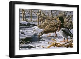 Spring Thaw - Mallards-Wilhelm Goebel-Framed Giclee Print