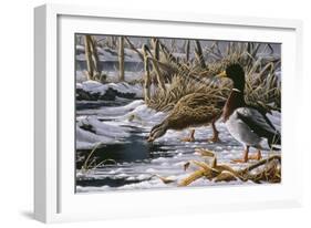 Spring Thaw - Mallards-Wilhelm Goebel-Framed Giclee Print