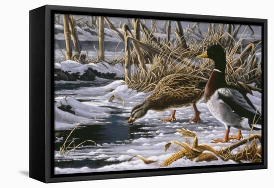 Spring Thaw - Mallards-Wilhelm Goebel-Framed Stretched Canvas