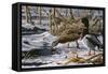 Spring Thaw - Mallards-Wilhelm Goebel-Framed Stretched Canvas