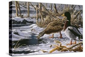 Spring Thaw - Mallards-Wilhelm Goebel-Stretched Canvas