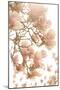 Spring Time - Bloom-Carina Okula-Mounted Giclee Print