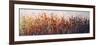Spring Time Blooms II-Tim O'toole-Framed Giclee Print