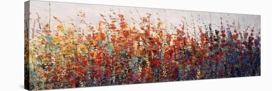 Spring Time Blooms II-Tim O'toole-Stretched Canvas