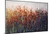 SPRING TIME BLOOMS-Tim O'toole-Mounted Giclee Print