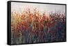 SPRING TIME BLOOMS-Tim O'toole-Framed Stretched Canvas