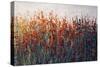 SPRING TIME BLOOMS-Tim O'toole-Stretched Canvas