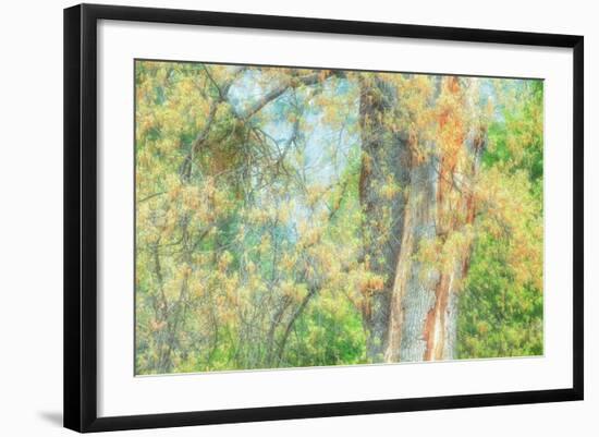 Spring Tree Impressions-Vincent James-Framed Photographic Print