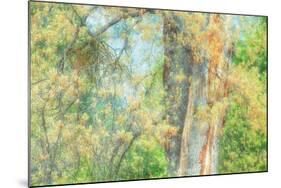 Spring Tree Impressions-Vincent James-Mounted Photographic Print