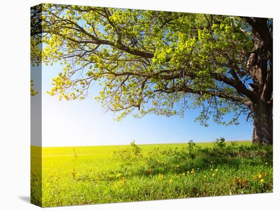 Spring Tree with Fresh Green Leaves on a Blooming Meadow-Dudarev Mikhail-Stretched Canvas