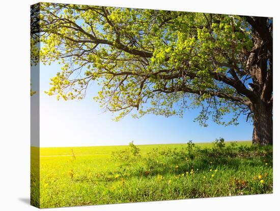 Spring Tree with Fresh Green Leaves on a Blooming Meadow-Dudarev Mikhail-Stretched Canvas