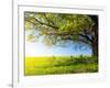Spring Tree with Fresh Green Leaves on a Blooming Meadow-Dudarev Mikhail-Framed Photographic Print